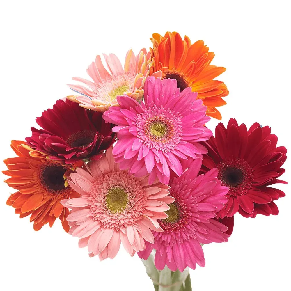 Gerbera Çiçeği