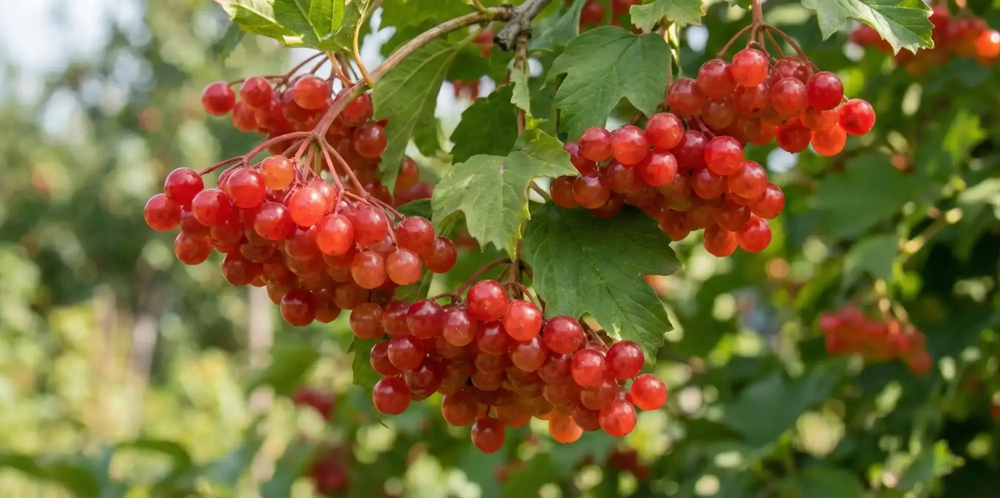 Gilaburu Meyvesi Nedir? Gilaburu Nasıl Kullanılır?