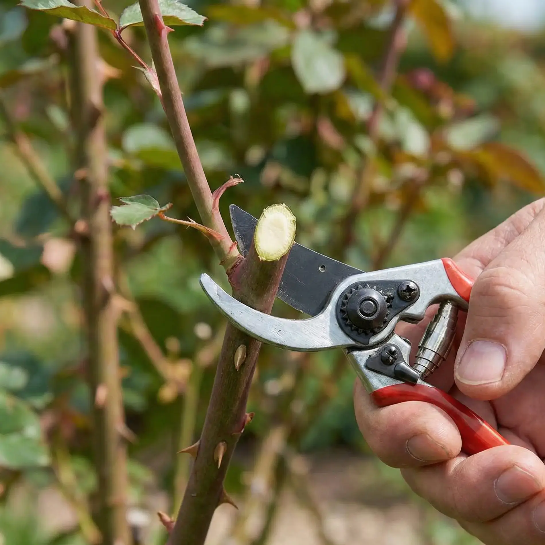 Gül Nasıl Bakılır