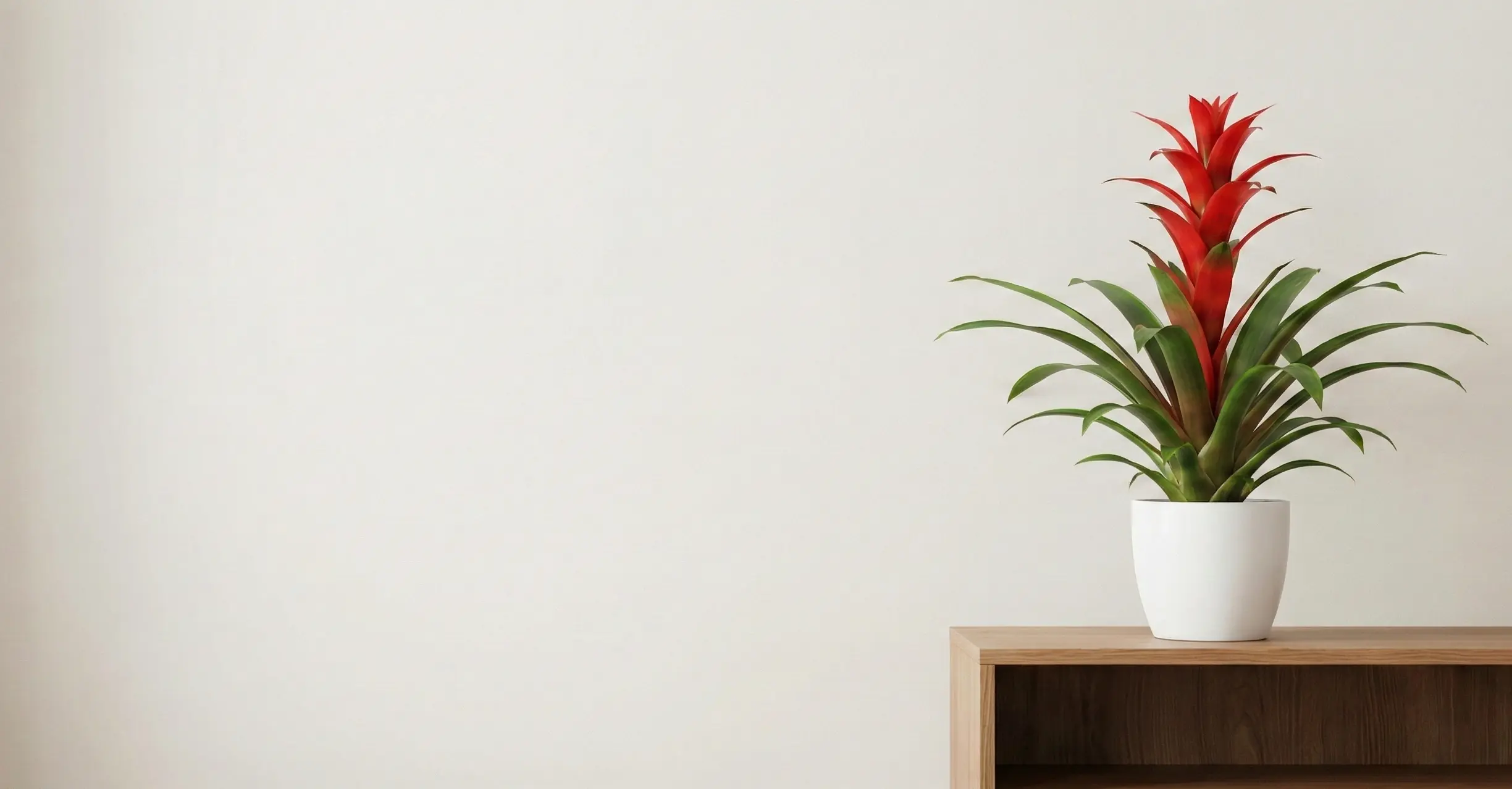 Guzmanya Çiçeği Nedir? Guzmanya Çiçeği Bakımı ve Çoğaltımı