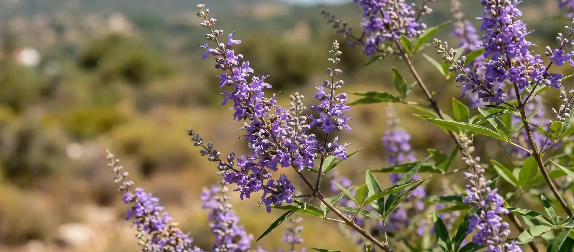 Hayıt Otu Nedir? Hayıt Otu Faydaları Nelerdir?