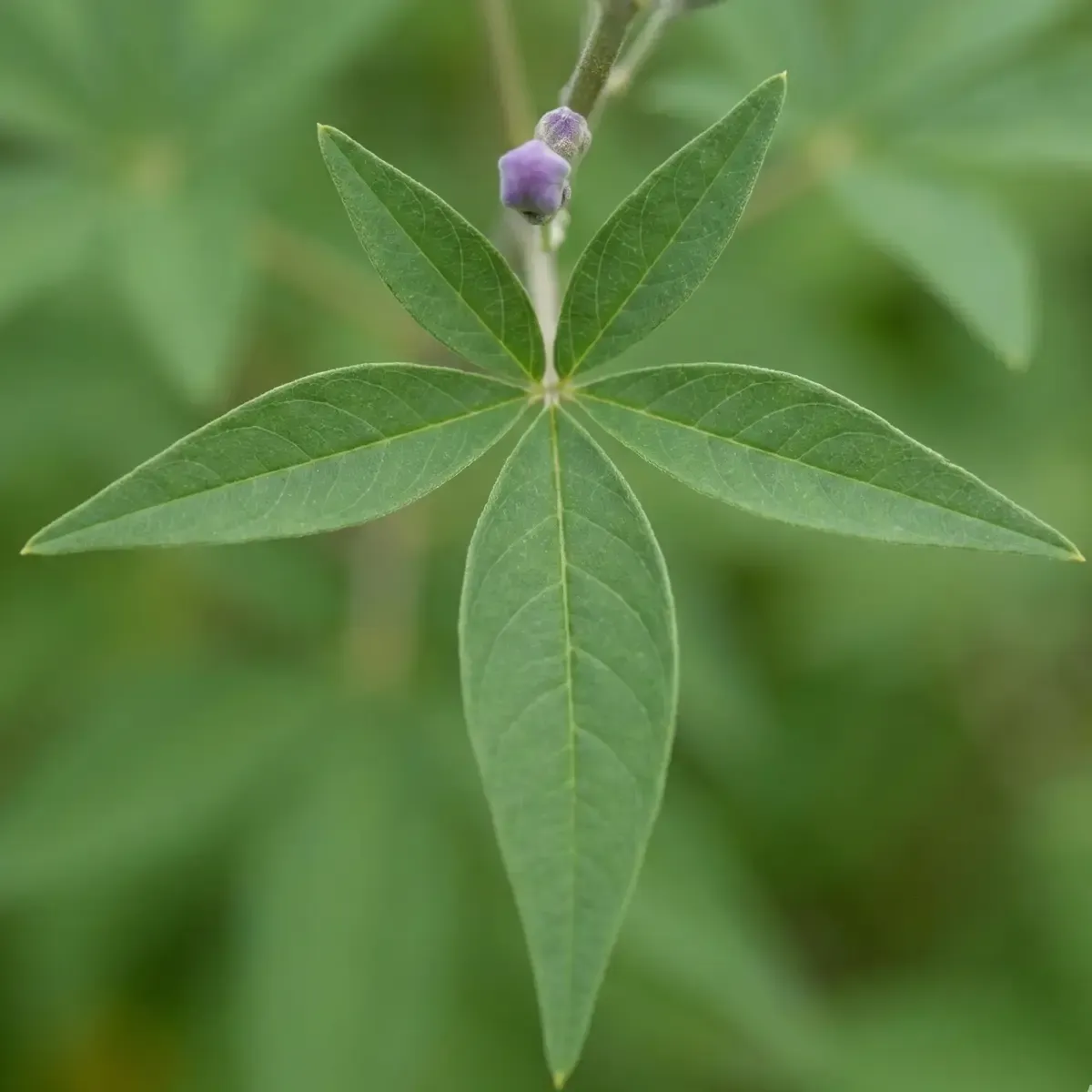Hayıt Otunun Yaprakları