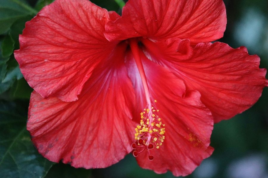 hibiskus.jpg