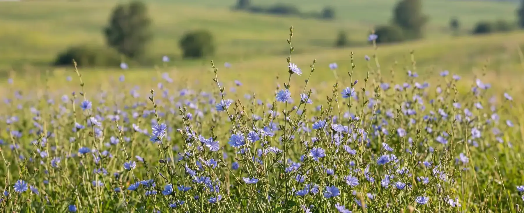 Hindiba Nedir? Hindiba Faydaları Nelerdir?