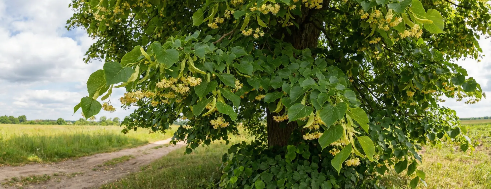 Ihlamur Ağacı Bakımı Nasıl Yapılır? Toplama Zamanı