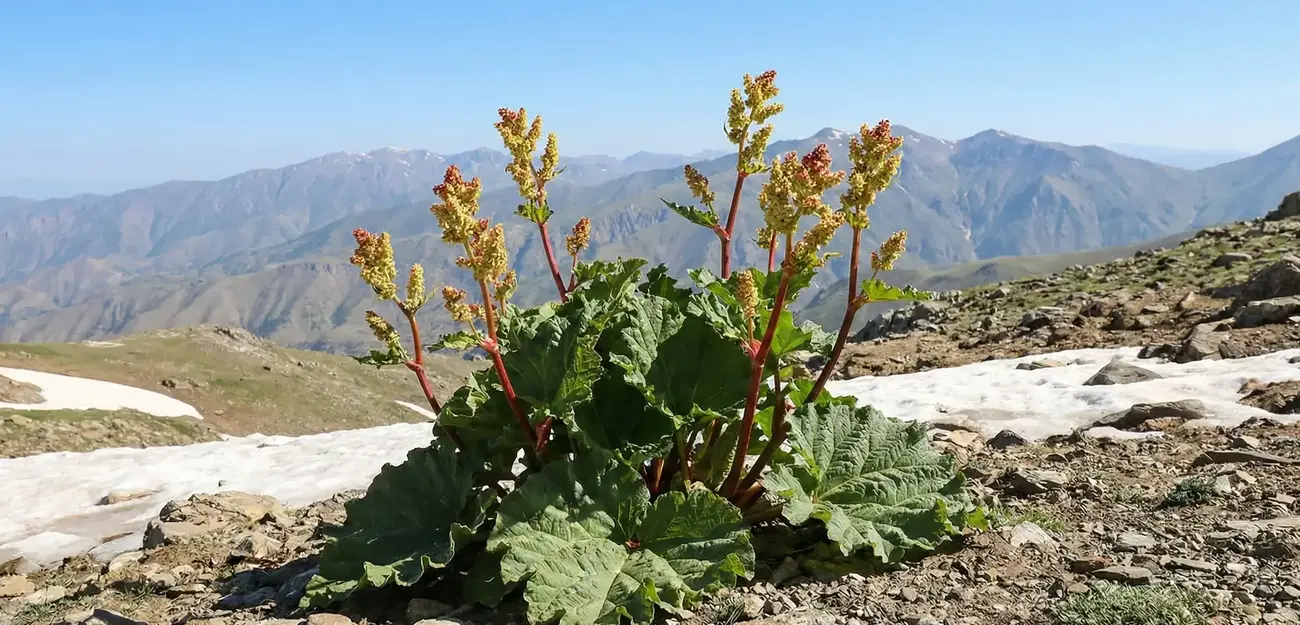Işkın Otu Faydaları Nelerdir? Işkın Nasıl Kullanılır?