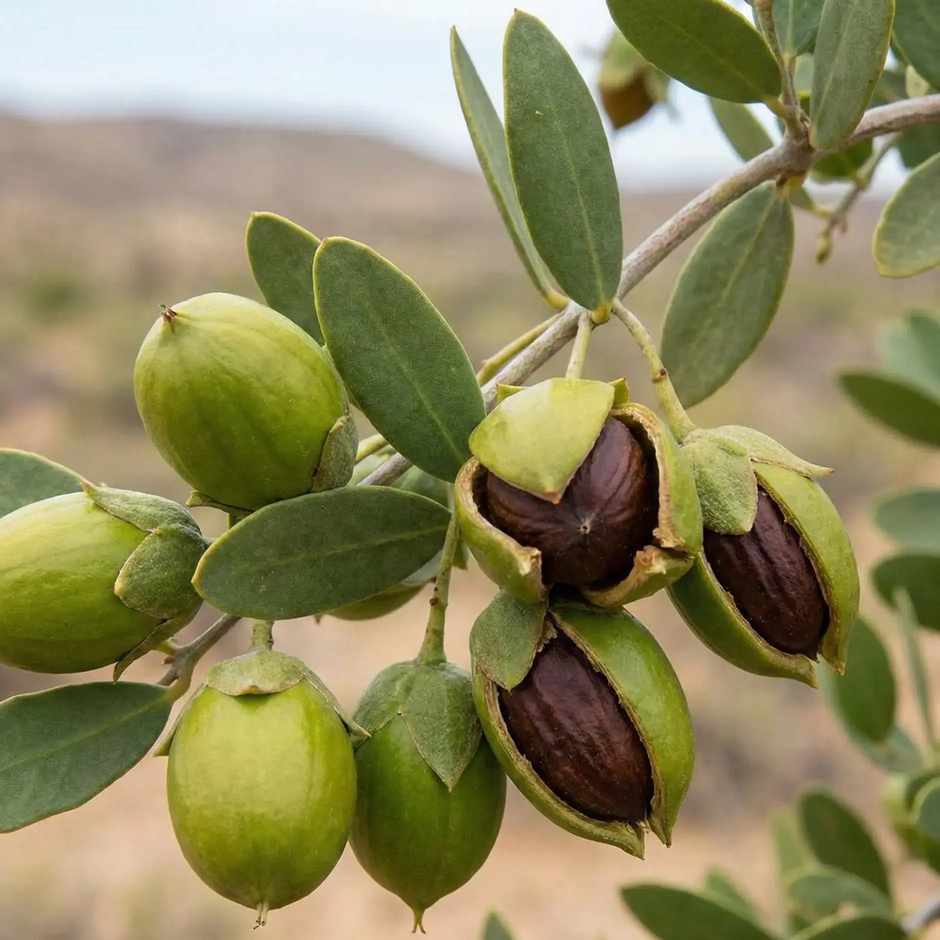 Jojoba