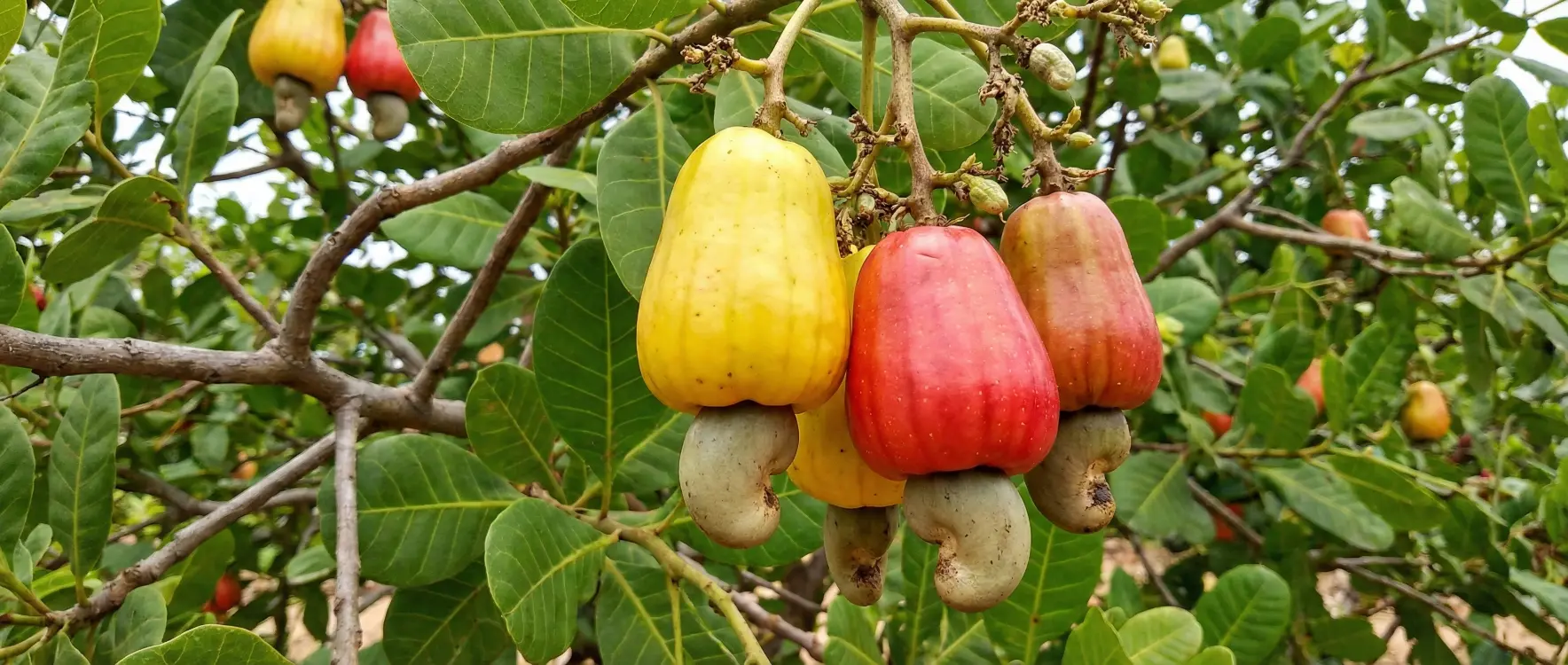 Kaju Nerede Yetişir? Kaju Ağacı İklim İstekleri ve Yetiştiriciliği