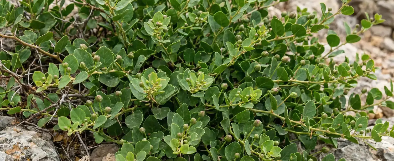 Kapari Evde Nasıl Bakılır? Kapari Bitkisinin Özellikleri