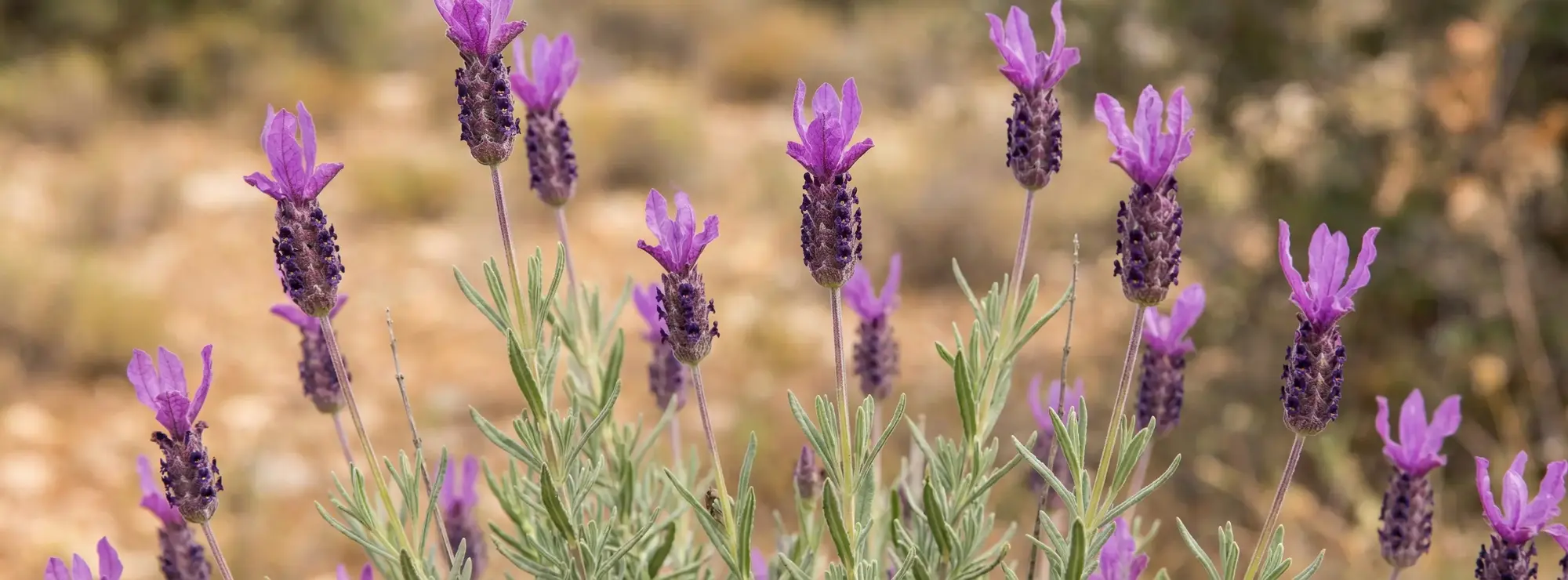 Karabaş Otu Nedir? Karabaş Otu Faydaları ve Bakımı