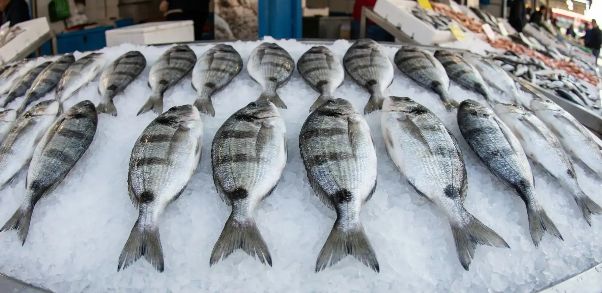 Karagöz Balığı Nedir? Karagöz Nasıl Pişirilir ve Tutulur?