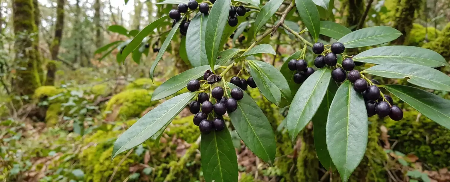 Karayemiş Nedir ve Nasıl Tüketilir? Karayemiş Faydaları