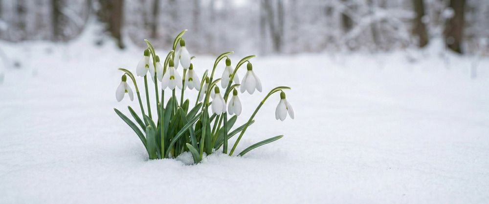 Kardelen Çiçeği - Kardelen Çiçeğinin Anlamı