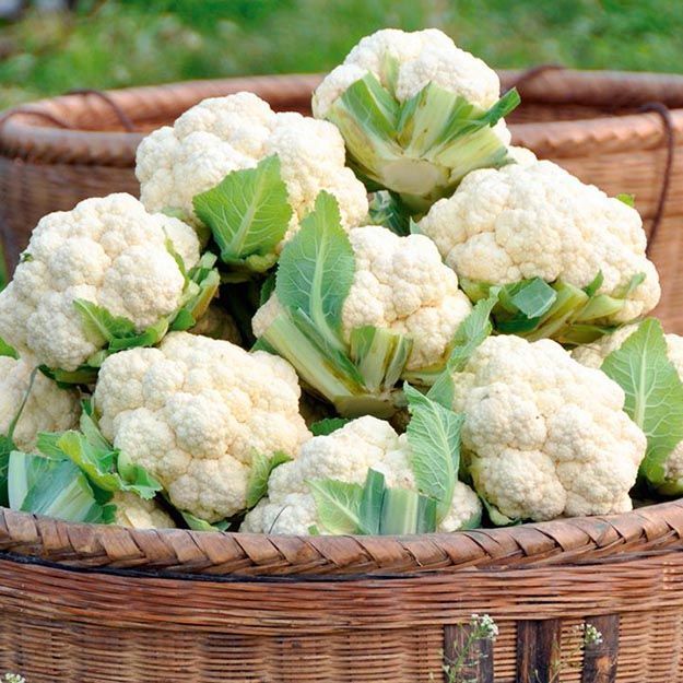 Karnabahar Hangi Mevsimde Yetişir