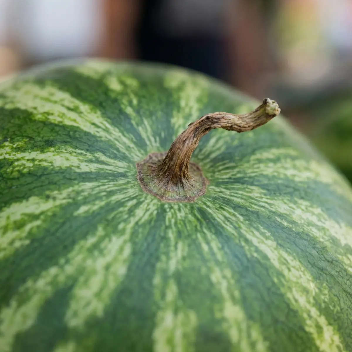 Karpuz Nasıl Seçilir