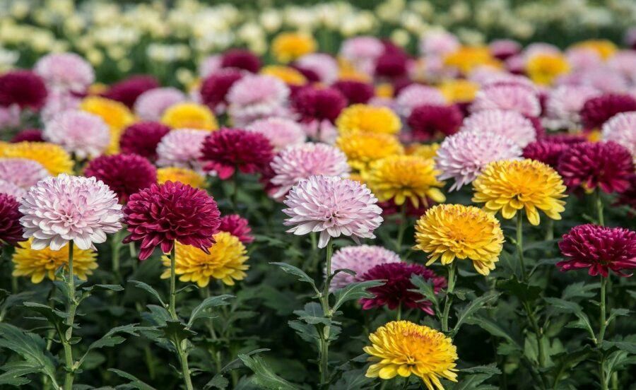 Kasımpatı Çiçeğinin Anlamı, Bakımı ve Özellikleri