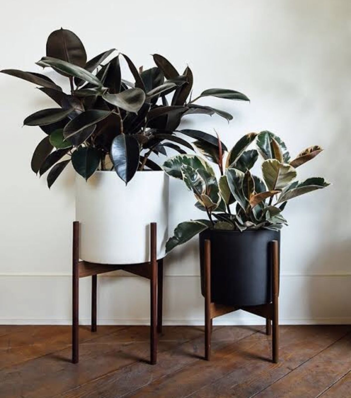 Kauçuk Bitkisi Bakımı