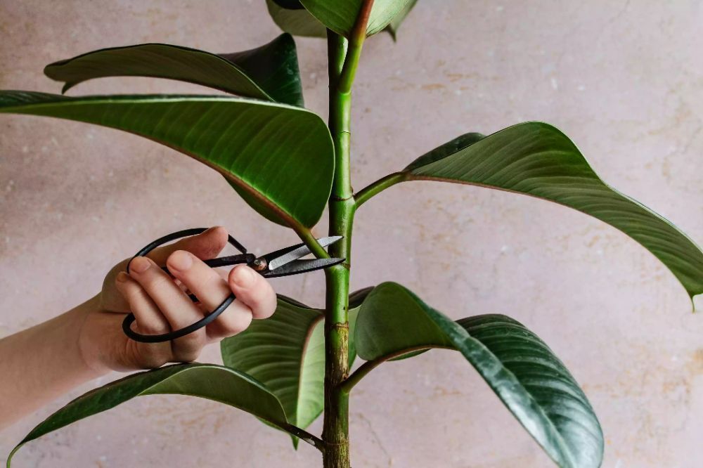 Kauçuk Çiçeği Budama