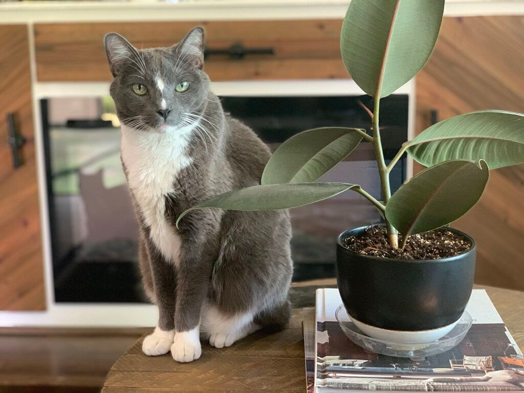 Kauçuk Çiçeği Evcil Hayvanlar İçin Zehirli mi?