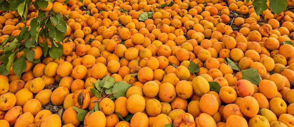 Kayısı Hangi Mevsimde Yetişir? Kayısı Nerede Yetişir?