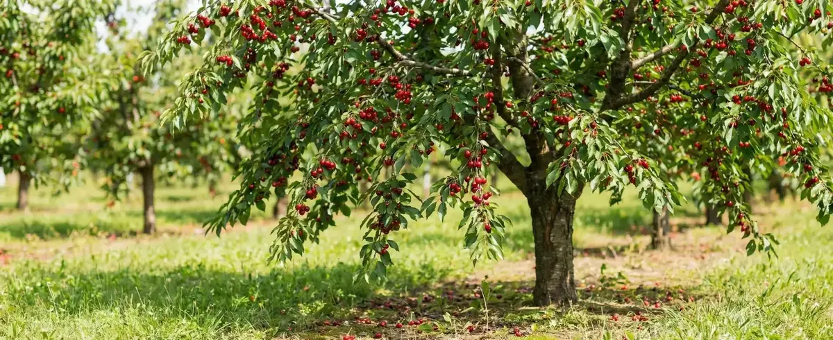 Kiraz Ağacı Özellikleri, Bakımı ve Yetiştiriciliği