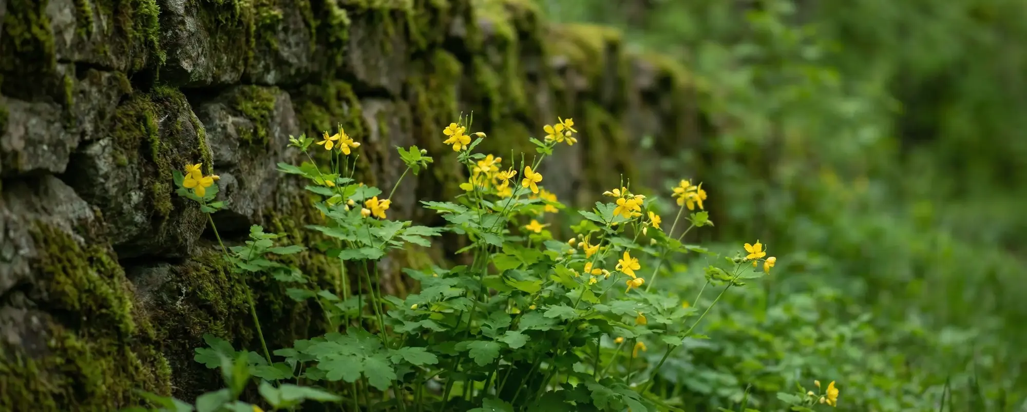 Kırlangıç Otu Nasıl Kullanılır? Kırlangıç Otu Faydaları