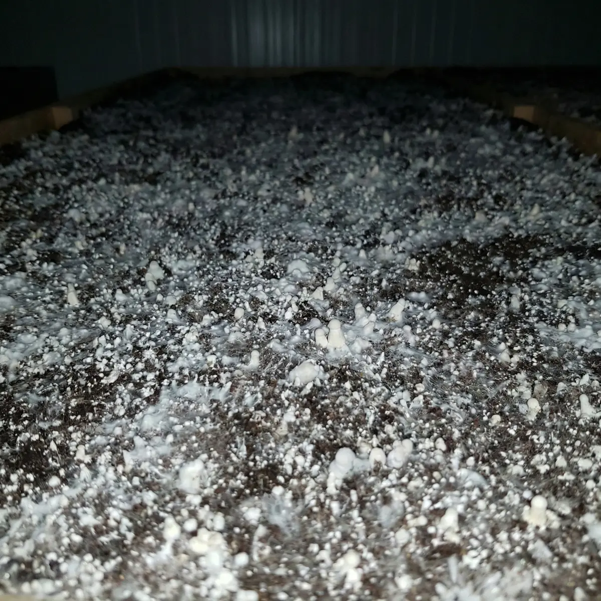 Kültür Mantarı Nasıl Yetiştirilir