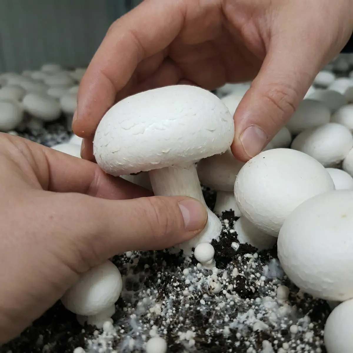 Kültür Mantarı Nasıl Yetiştirilir