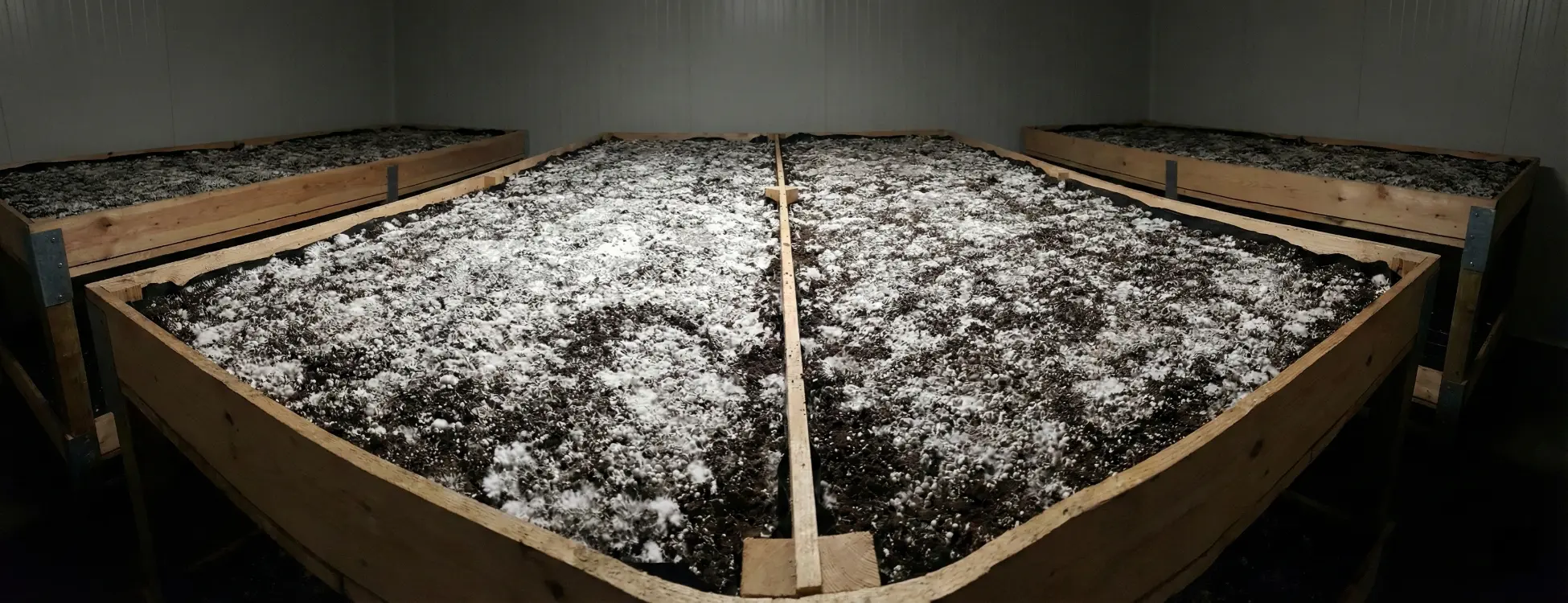 Evde Adım Adım Kültür Mantarı Nasıl Yetiştirilir?