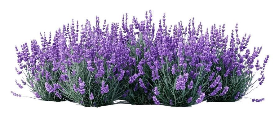 Lavanta Nedir? Lavanta Çiçeği Faydaları ve Anlamı