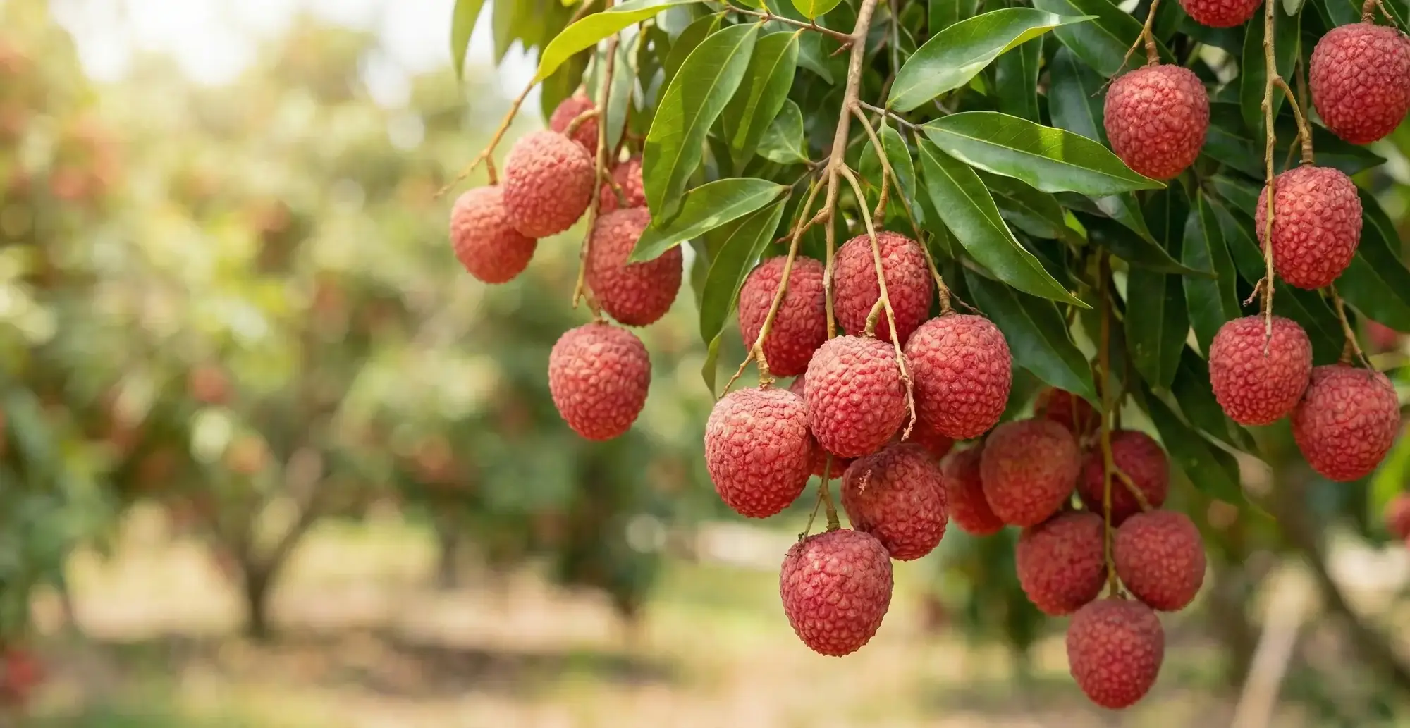 Liçi Meyvesi (Kral Meyvesi) Nedir? Faydaları, Tadı ve Nasıl Yenir?