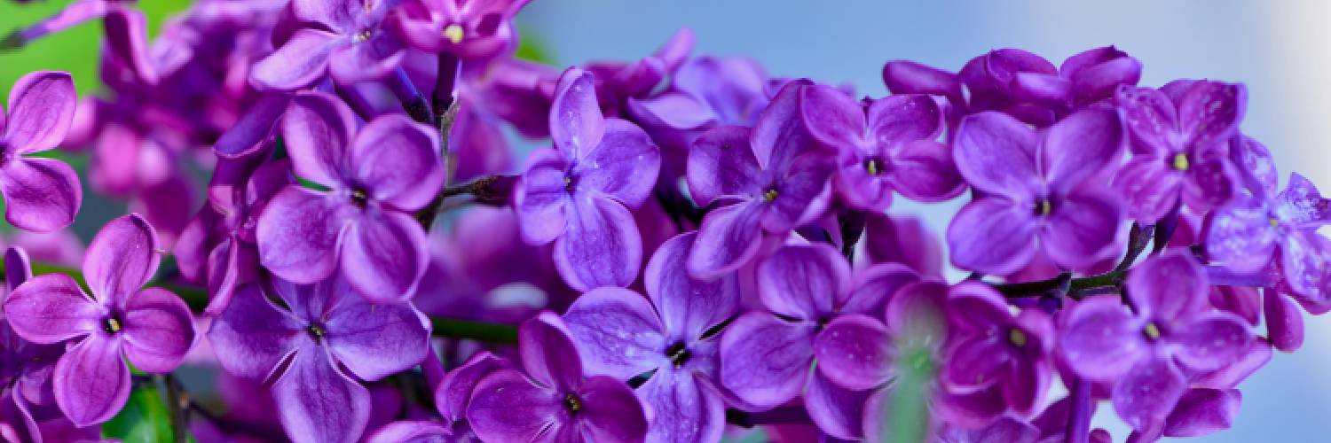 Leylak Çiçeği Bakımı Ve Özellikleri