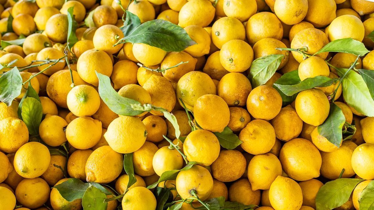 Limon Nasıl Saklanır? Bütün, Kesilmiş ve Sıkılmış Limon Saklama Yöntemleri