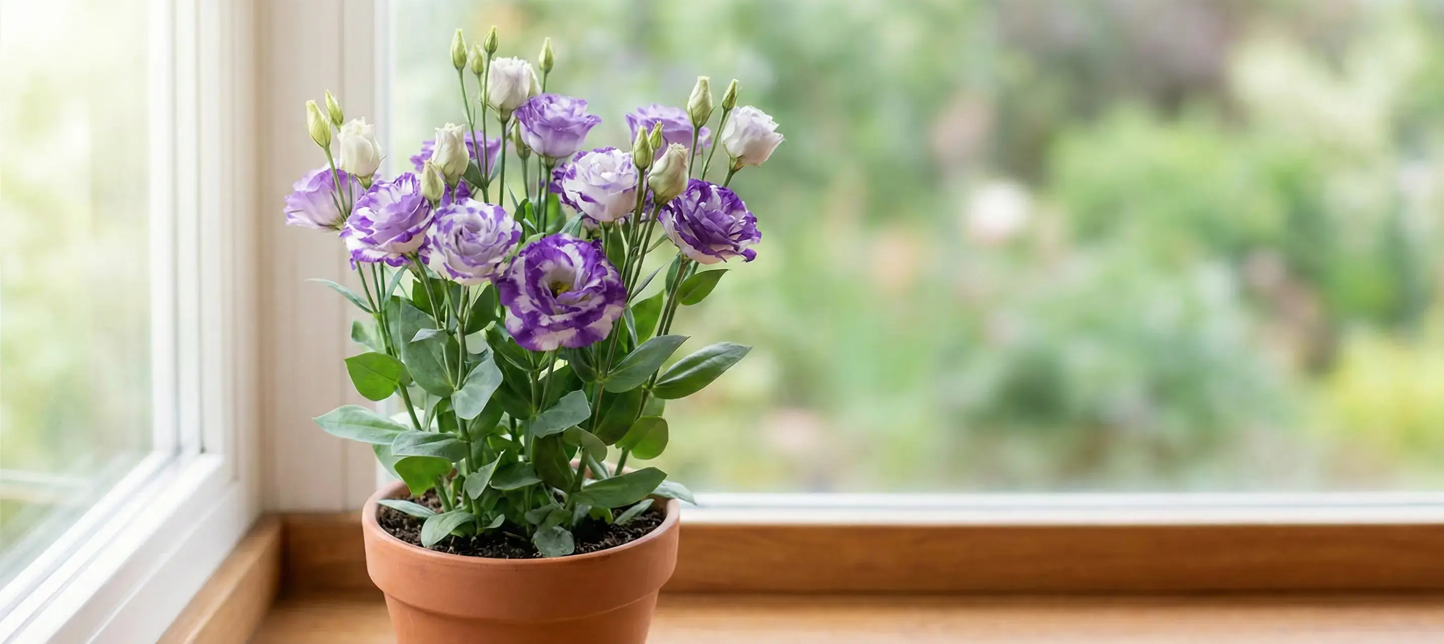 Zarafetin ve Masumiyetin Simgesi: Lisyantus Çiçeği Bakım Rehberi