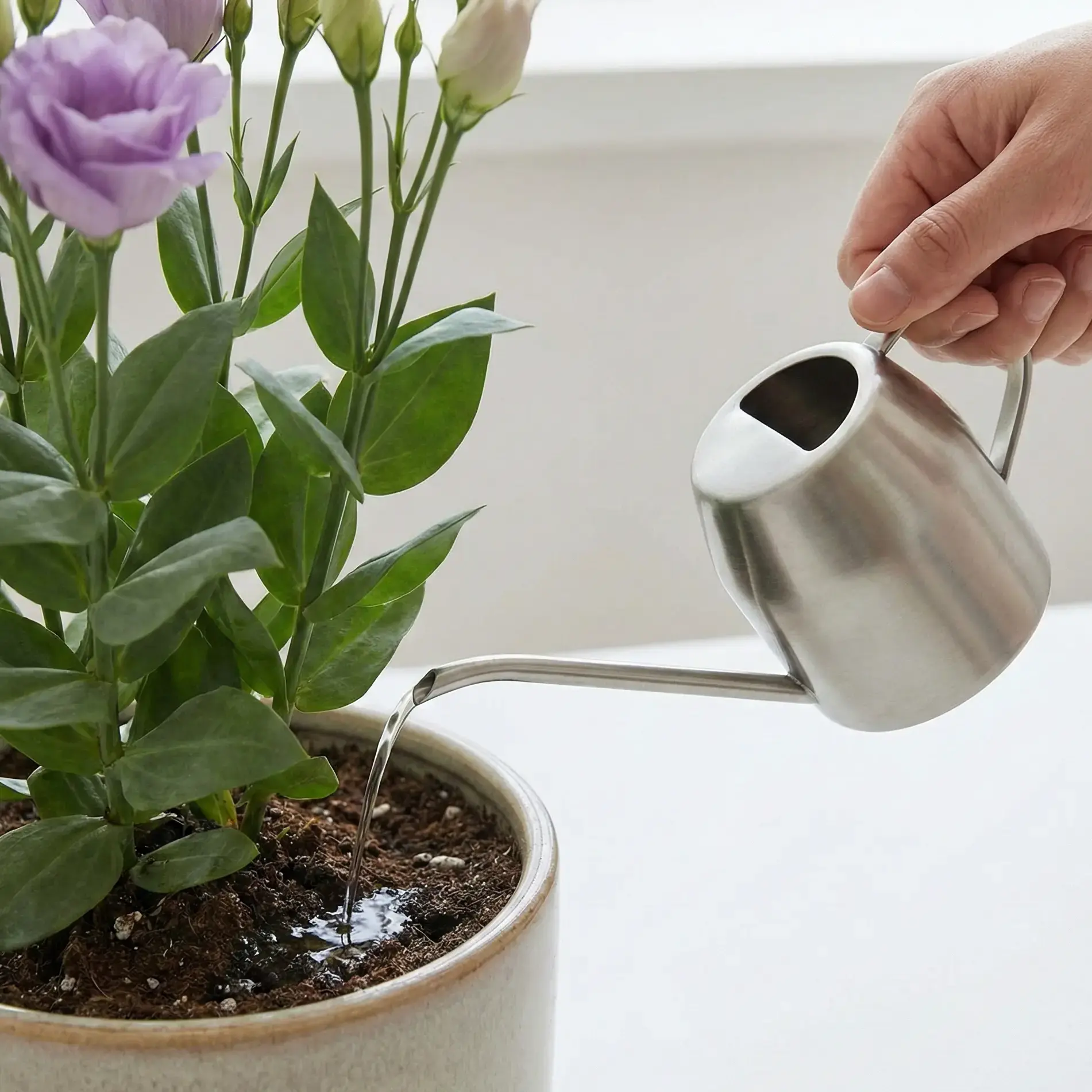 Lisyantus Çiçeği Sulama