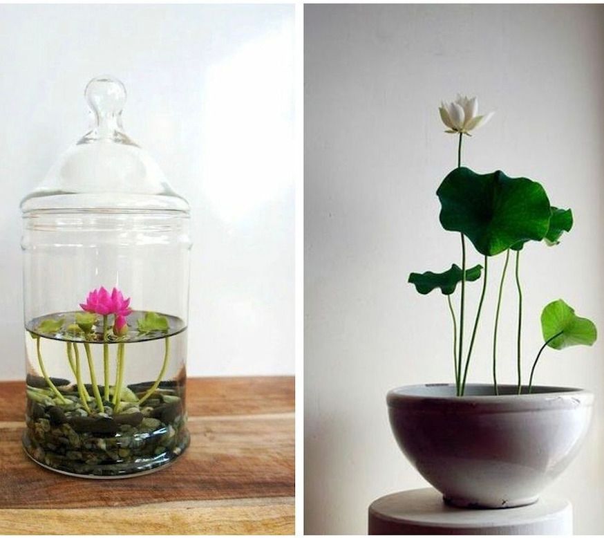 Evde Lotus Çiçeği