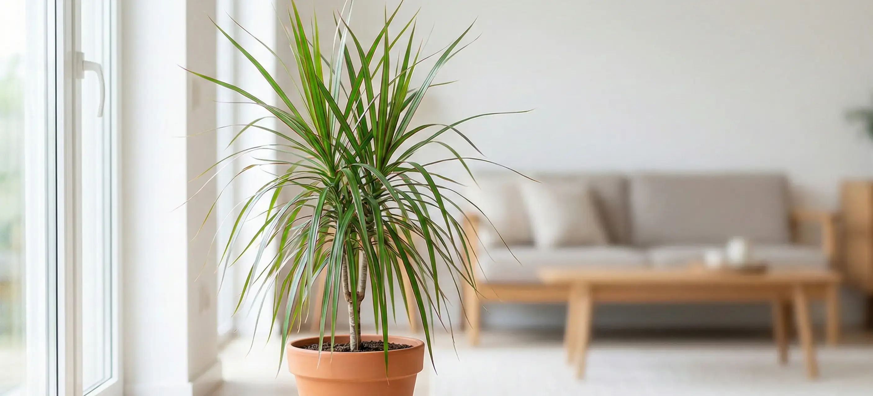 Salonların Modern Havası: Marginata Çiçeği Bakımı ve Püf Noktaları