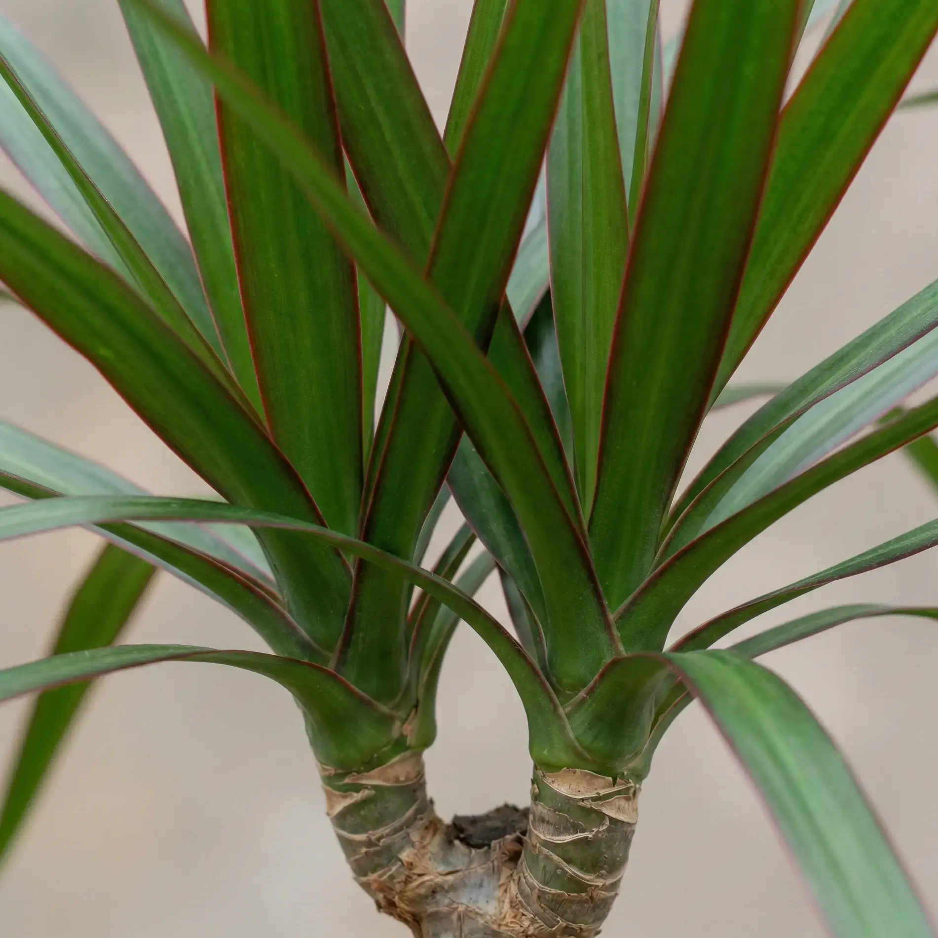 Marginata Çiçeği Bakımı