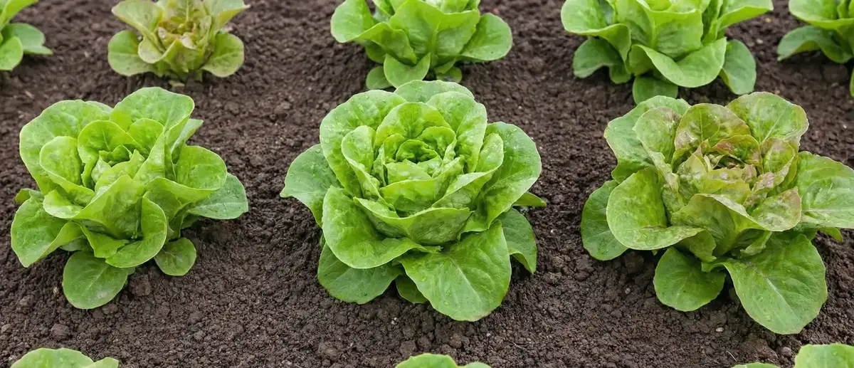 Marul Hangi Mevsimde Yetişir? Marul Ne Zaman Ekilir?