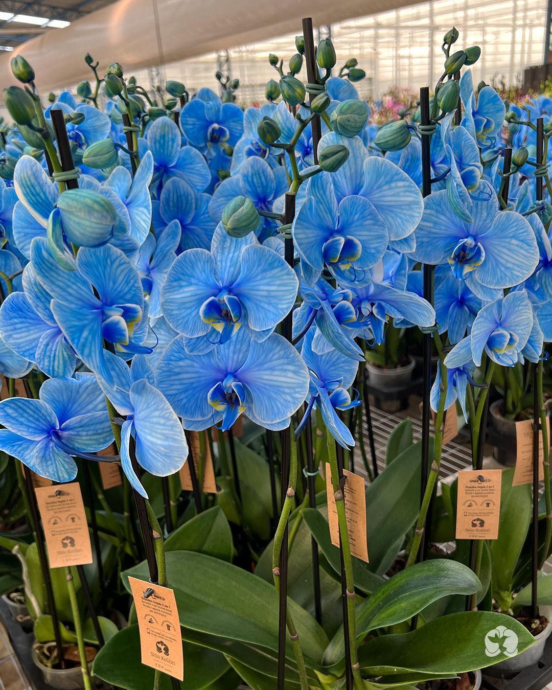 Mavi Orkide Çiçeği