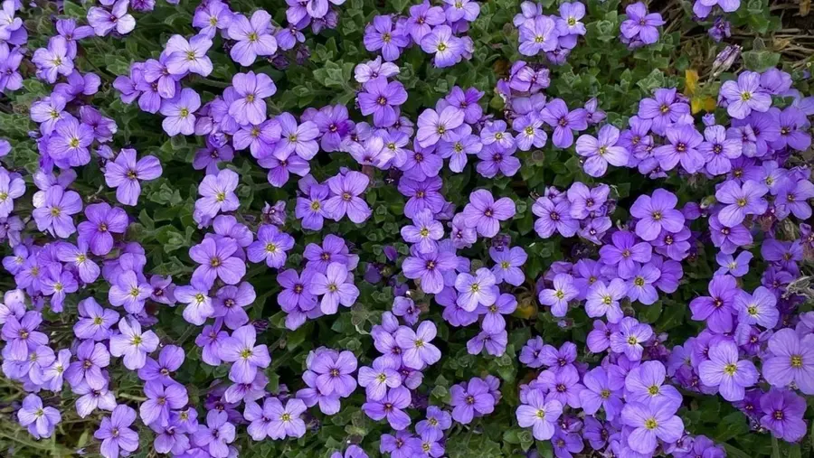 Menekşe Çiçeği Anlamı - Menekşe Bakımı ve Çoğaltımı