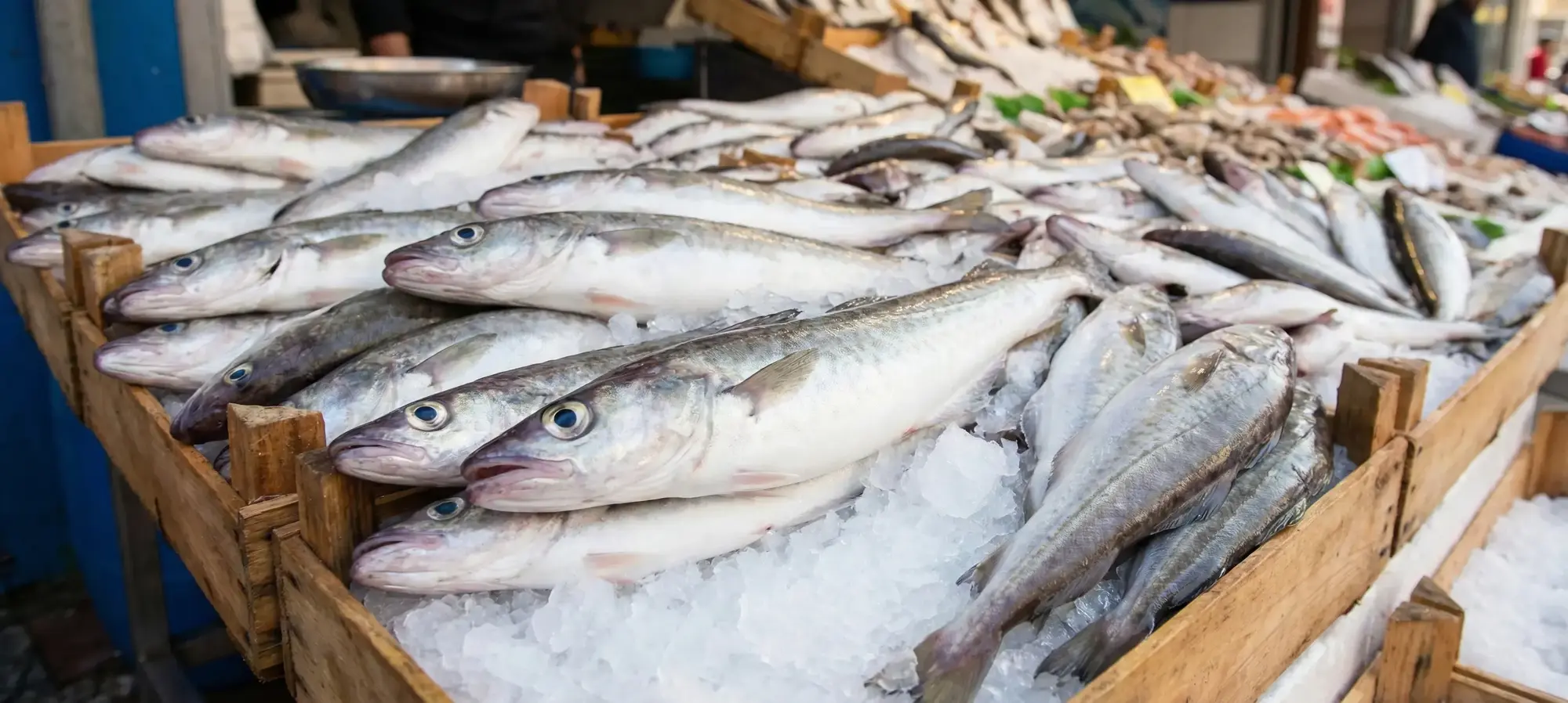 Mezgit Balığı Nedir? Berlam ile Farkı, Mevsimi, Faydaları ve Pişirme Teknikleri