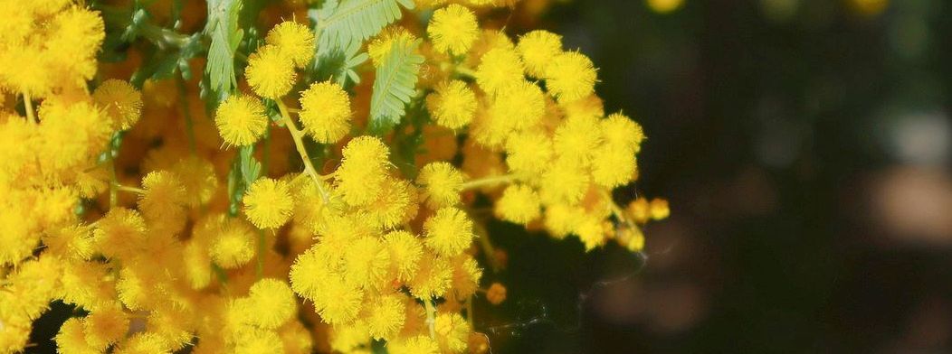 Mimoza Çiçeği: Zarif Görünümü ve Işıltılı Sarısıyla Tanınan Hassas Bitki