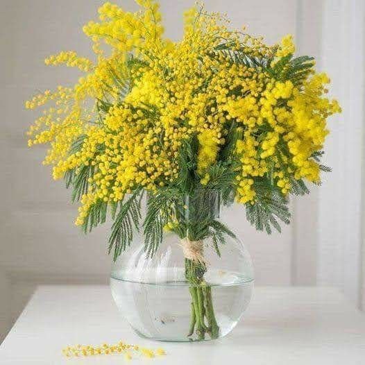 Mimoza Çiçeği Nerede Yetişir