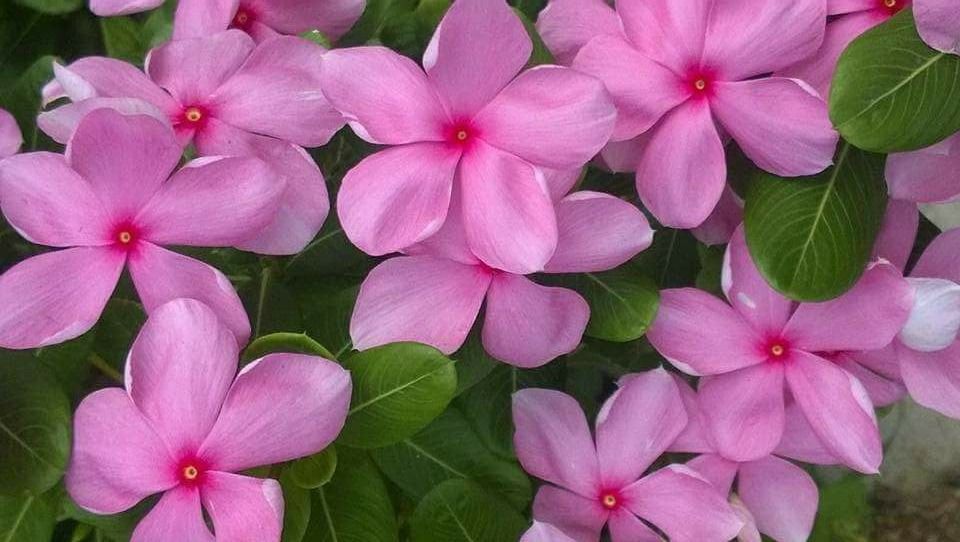 Mine Çiçeği Nedir - Mine Çiçeği Bakımı ve Çoğaltımı