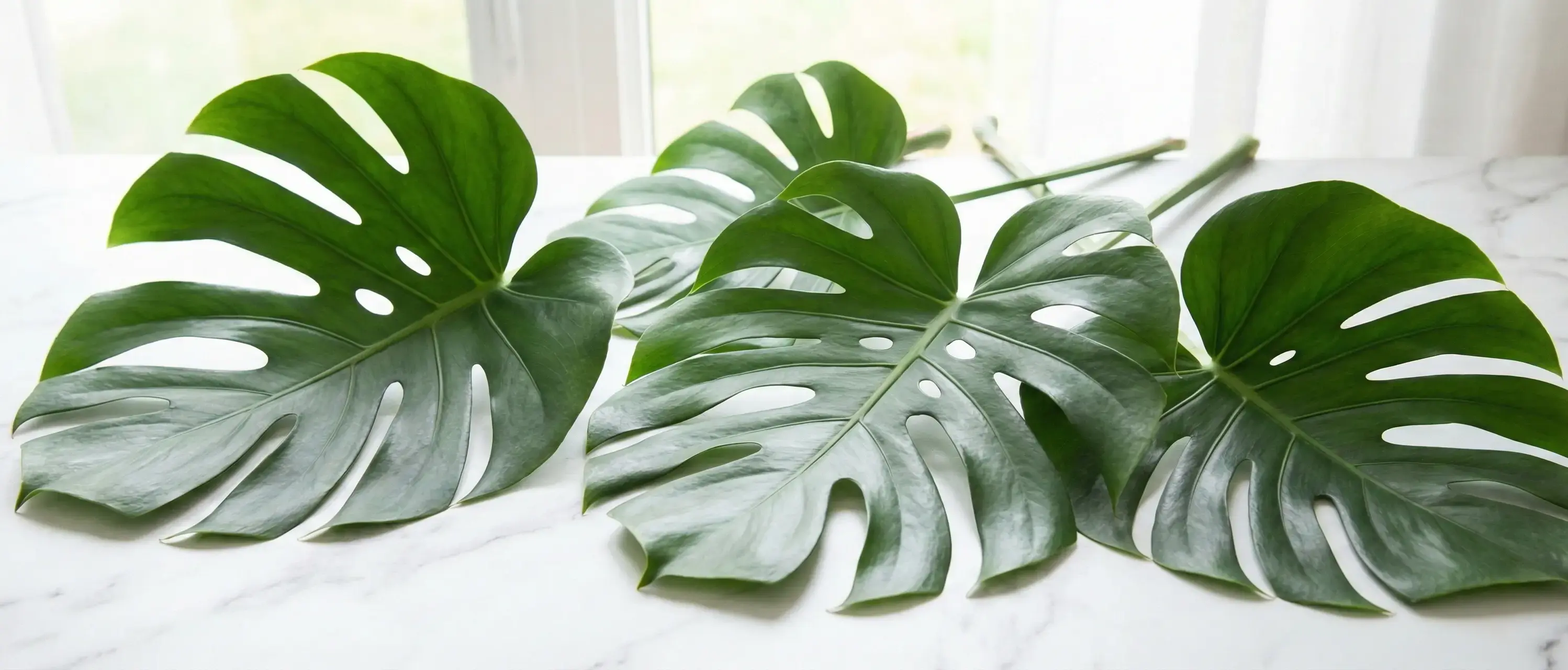 Monstera Çiçeği Bakımı ve Çoğaltımı Nasıl Yapılır?