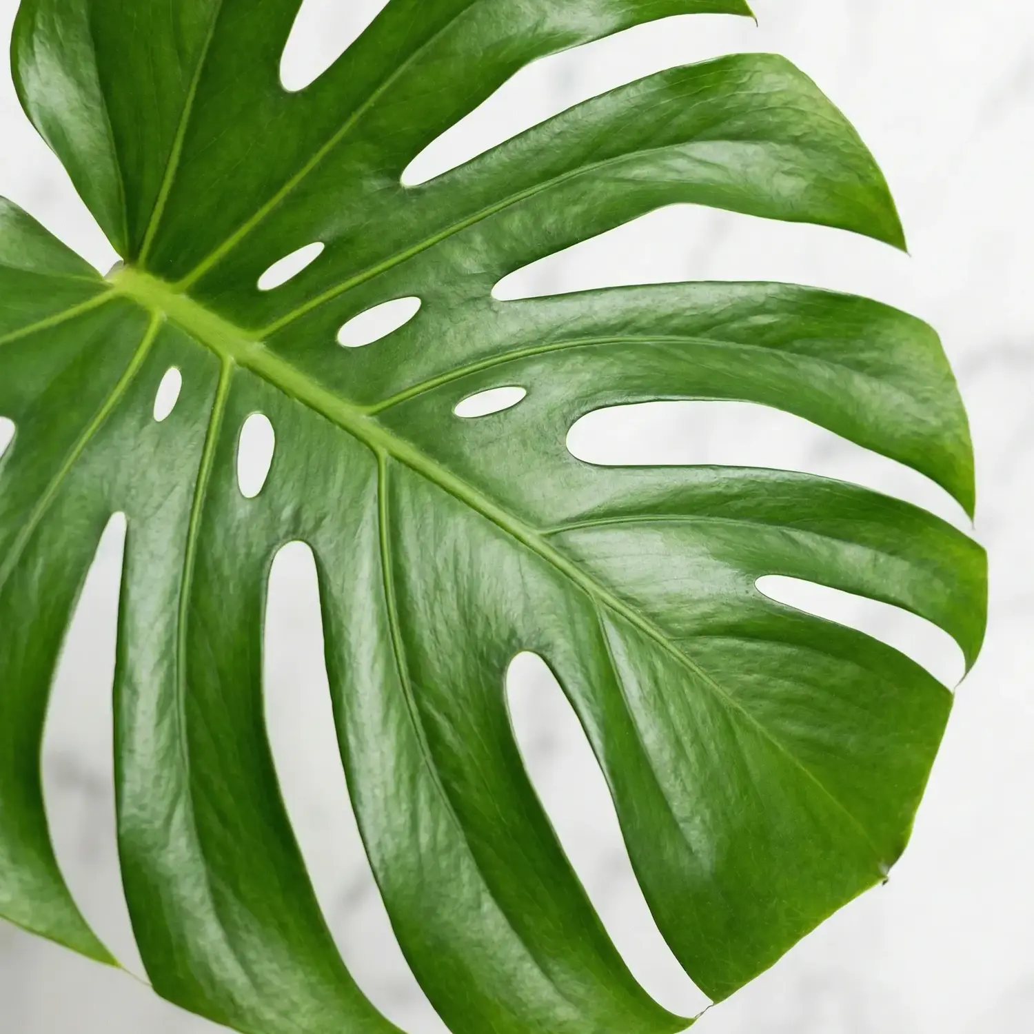 Monstera Çiçeği