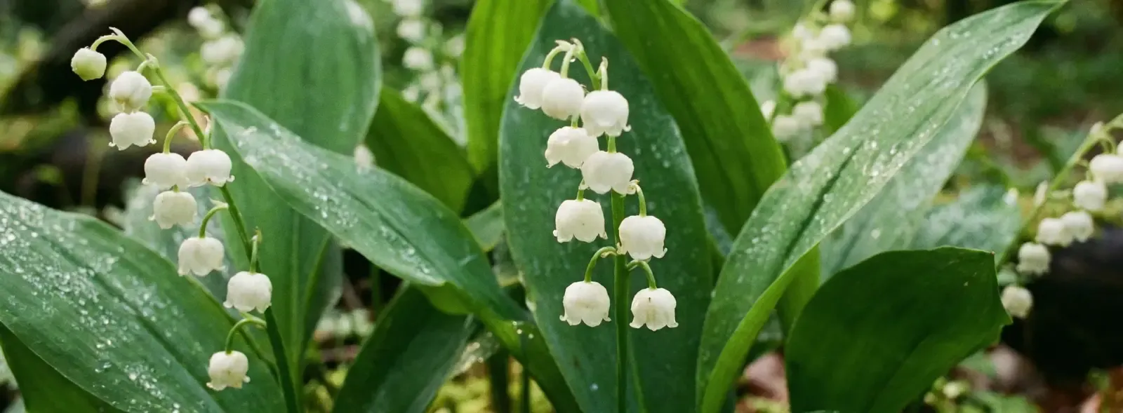 Müge Çiçeği Nedir? Müge Çiçeği Anlamı ve Bakımı