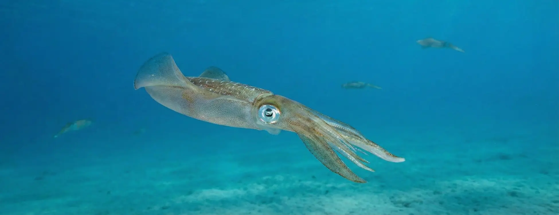 Denizlerin En Gizemli Lezzeti Mürekkep Balığı Nedir?