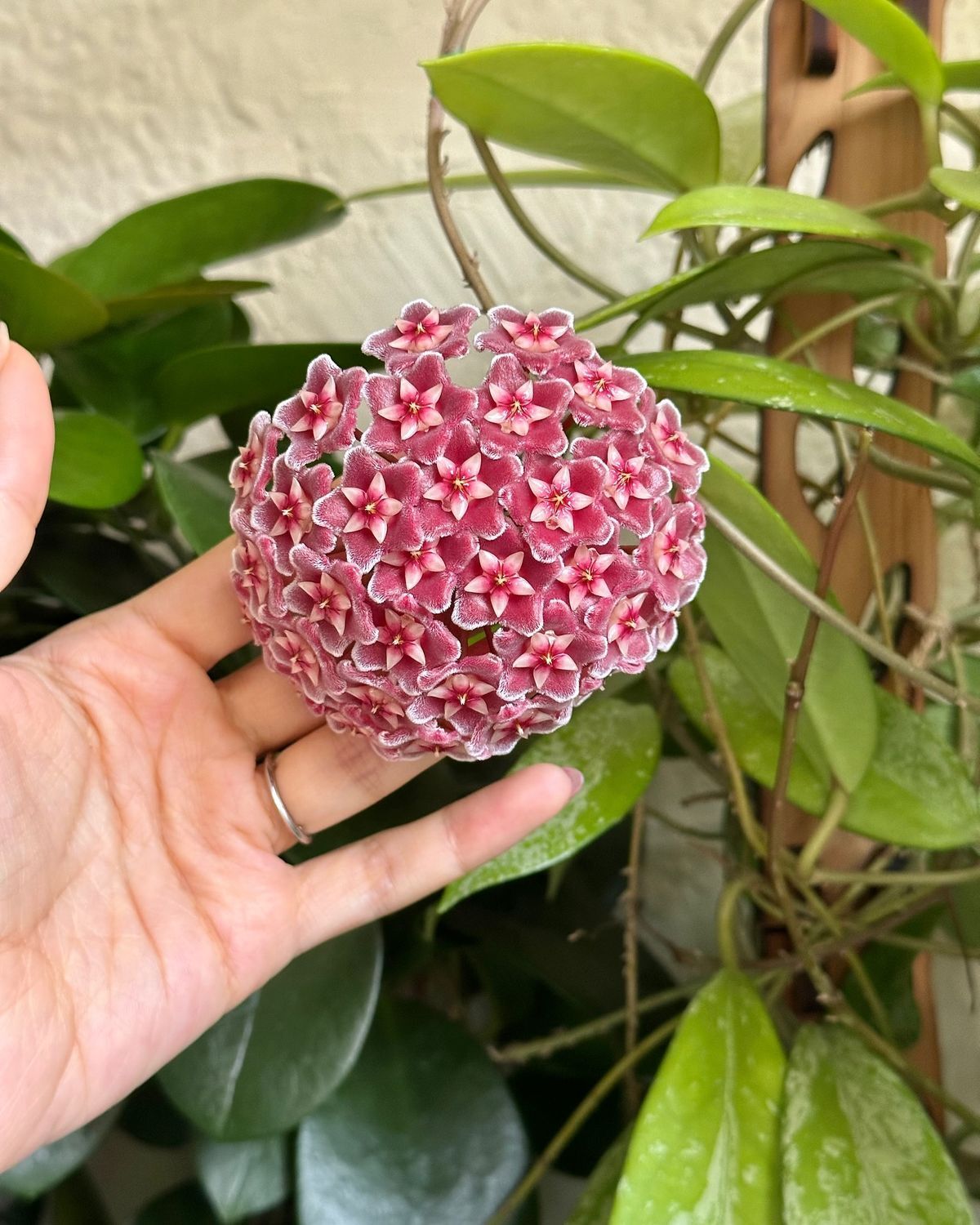 Mum Çiçeği Bakımı